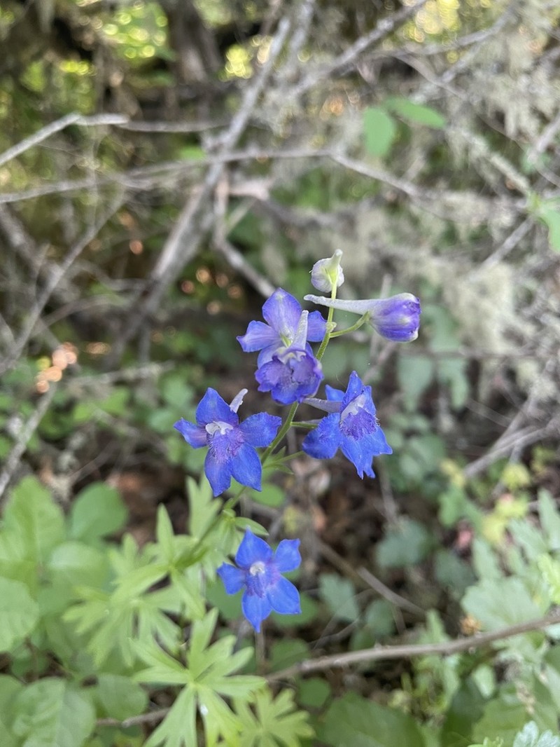 Delphinium oreganum photo 3