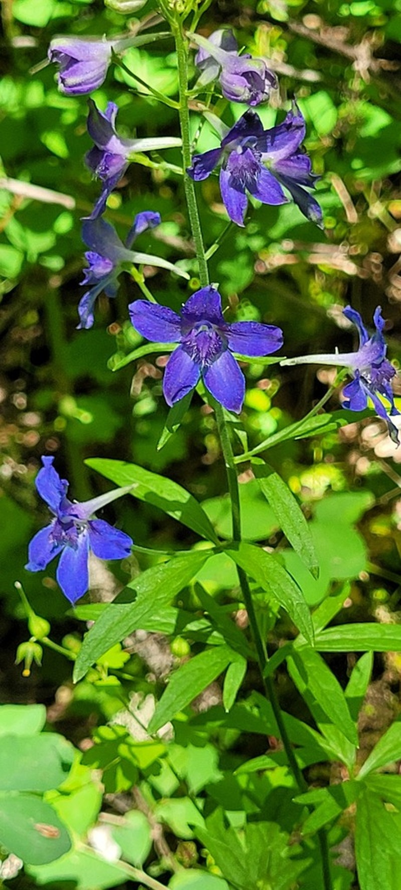 Delphinium oreganum photo 4