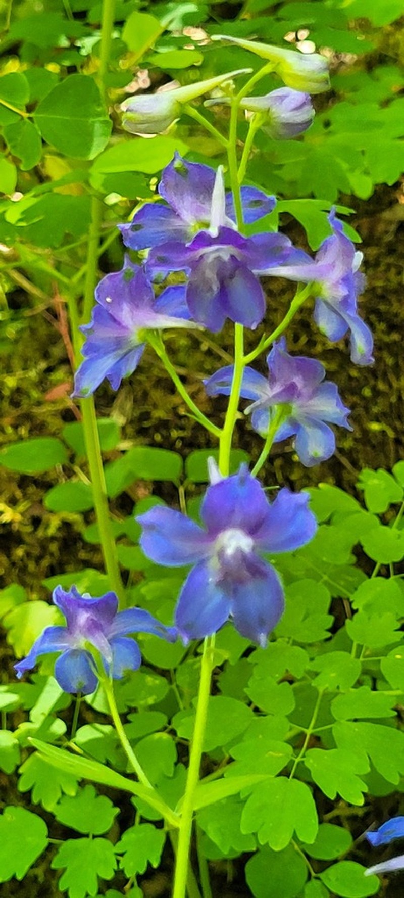 Delphinium oreganum photo 5