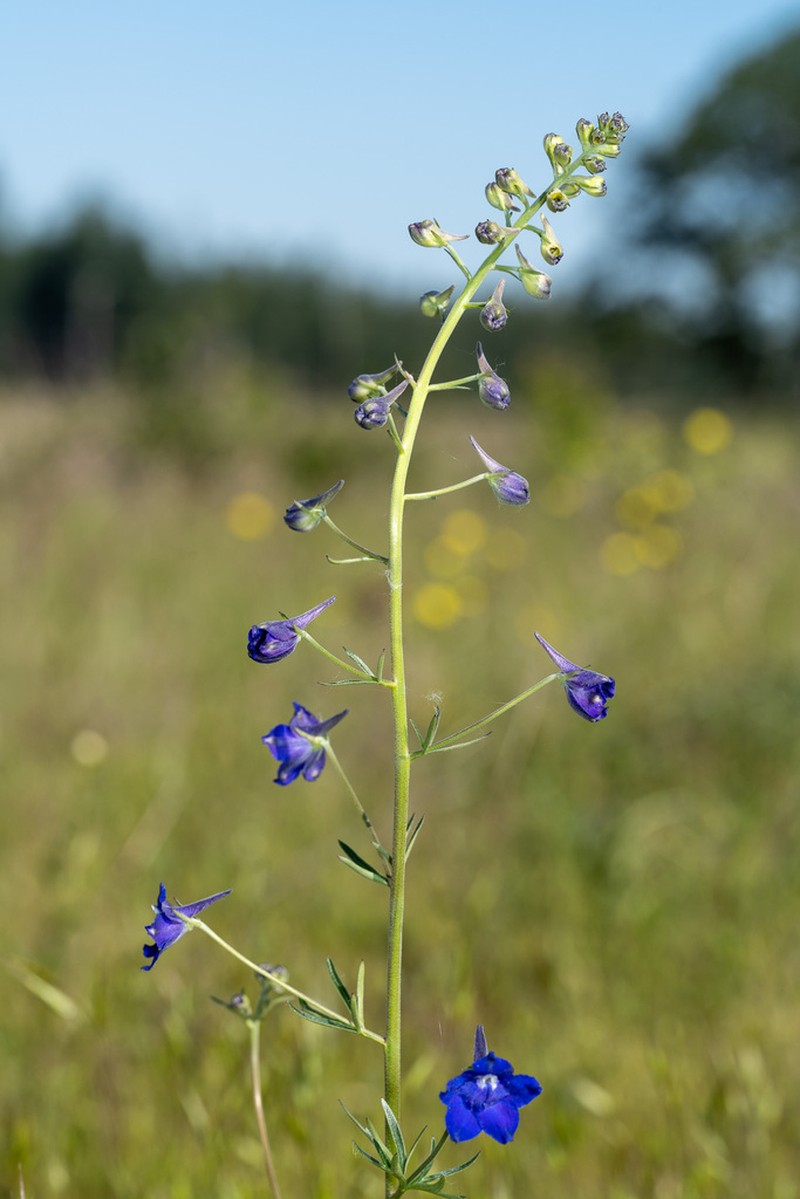 Delphinium oreganum photo 6