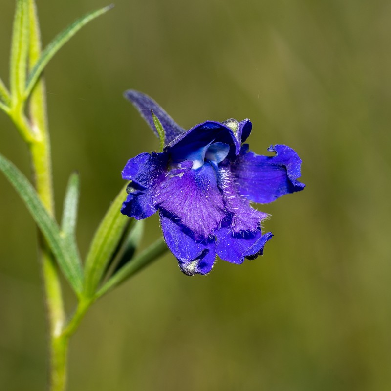 Delphinium oreganum photo 7