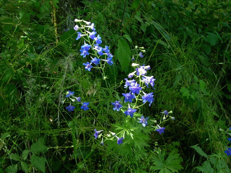 Delphinium oreganum photo 8