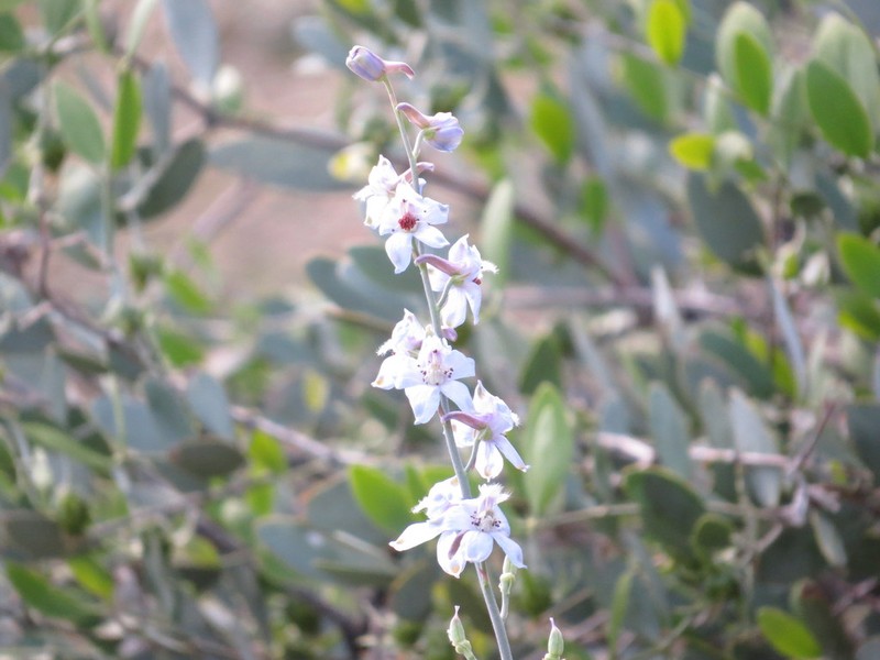 Desert Larkspur