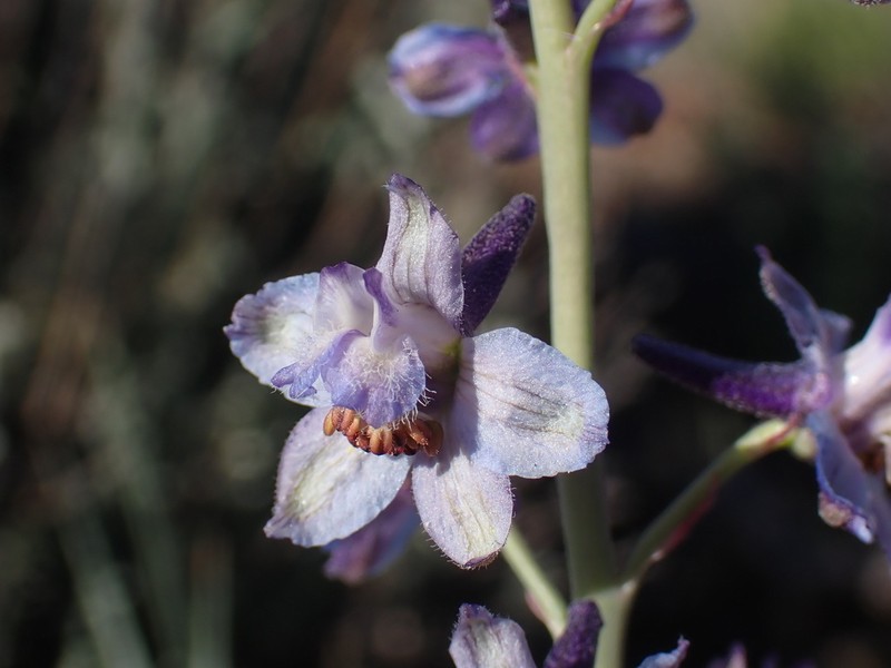 Desert Larkspur photo 2