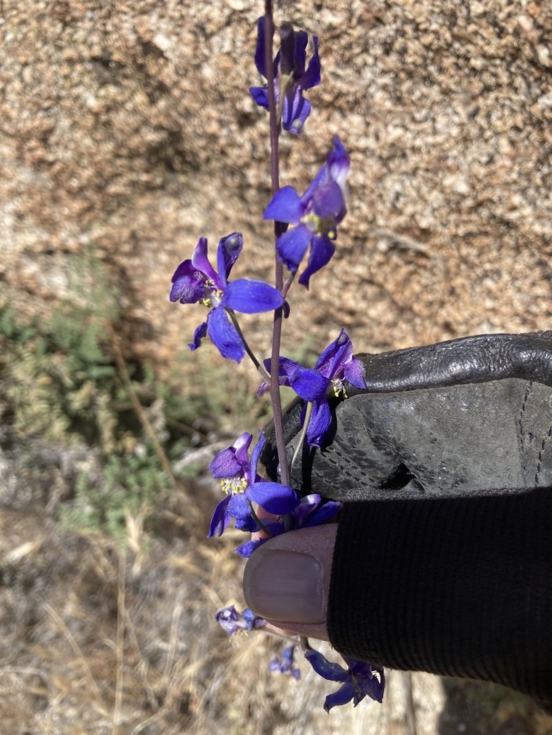 Desert Larkspur photo 3