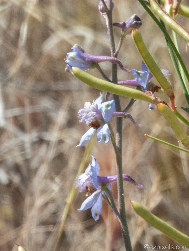 Desert Larkspur photo 4