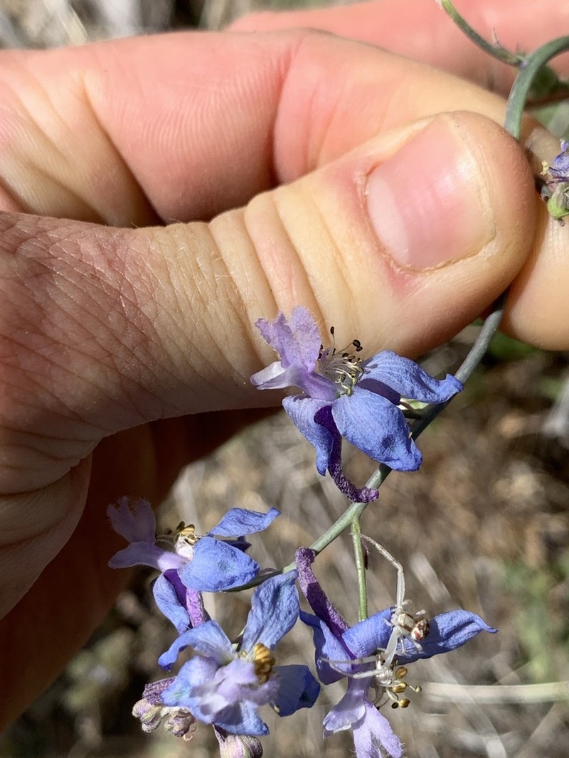 Desert Larkspur photo 5