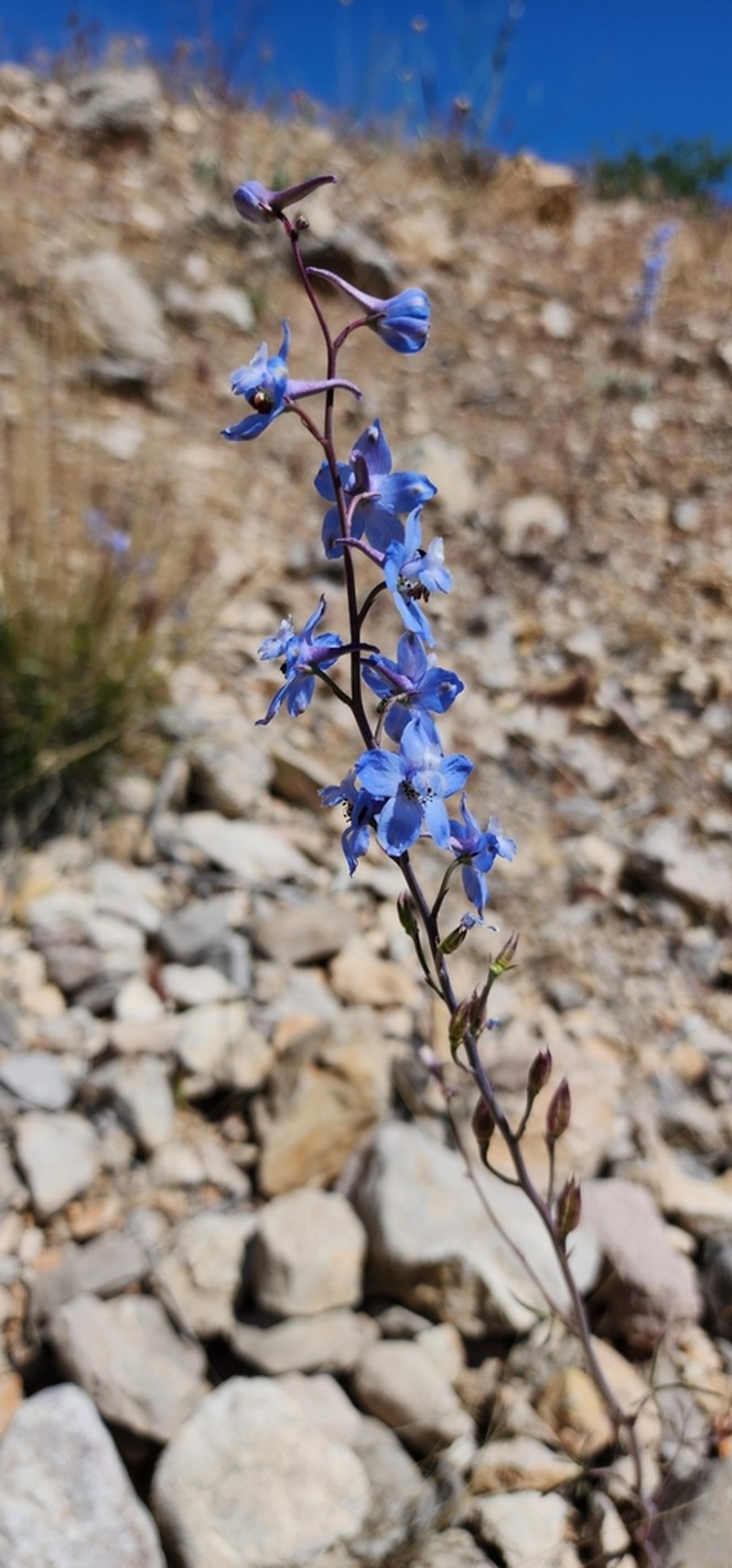 Desert Larkspur photo 6