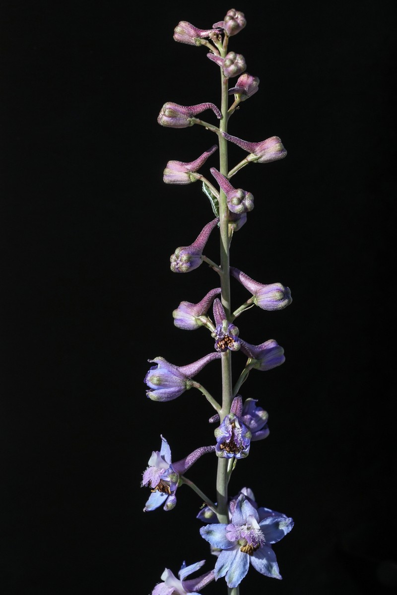 Desert Larkspur photo 7