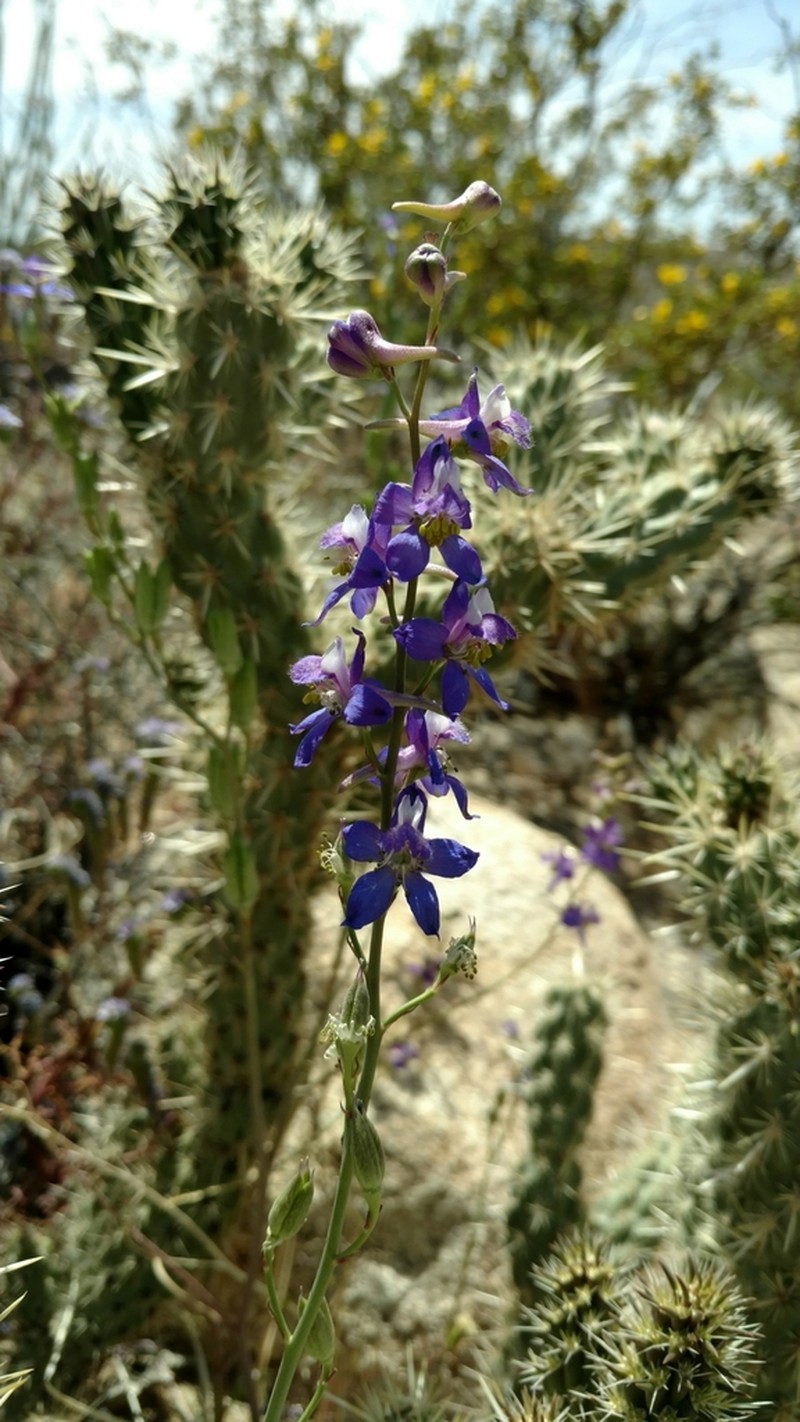 Desert Larkspur photo 8