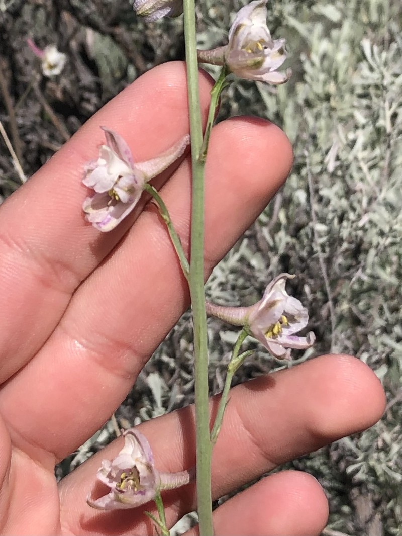 Delphinium parishii subsp. pallidum