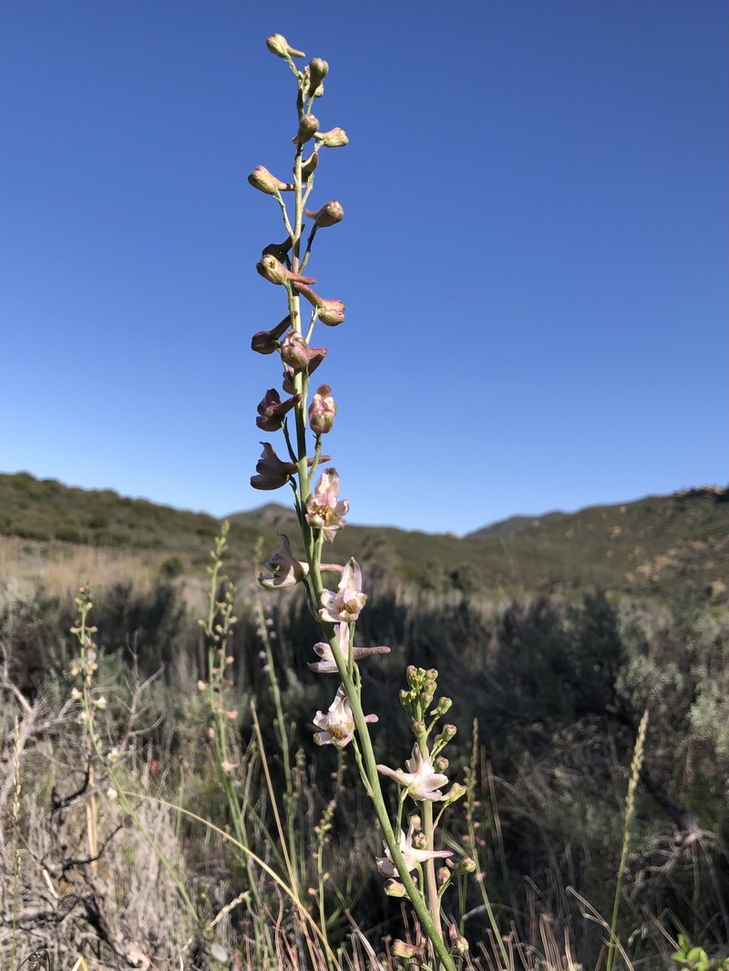 Delphinium parishii subsp. pallidum photo 2