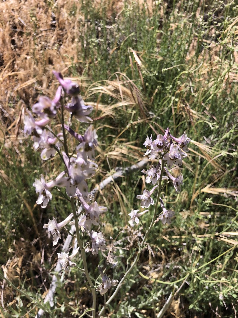 Delphinium parishii subsp. pallidum photo 3