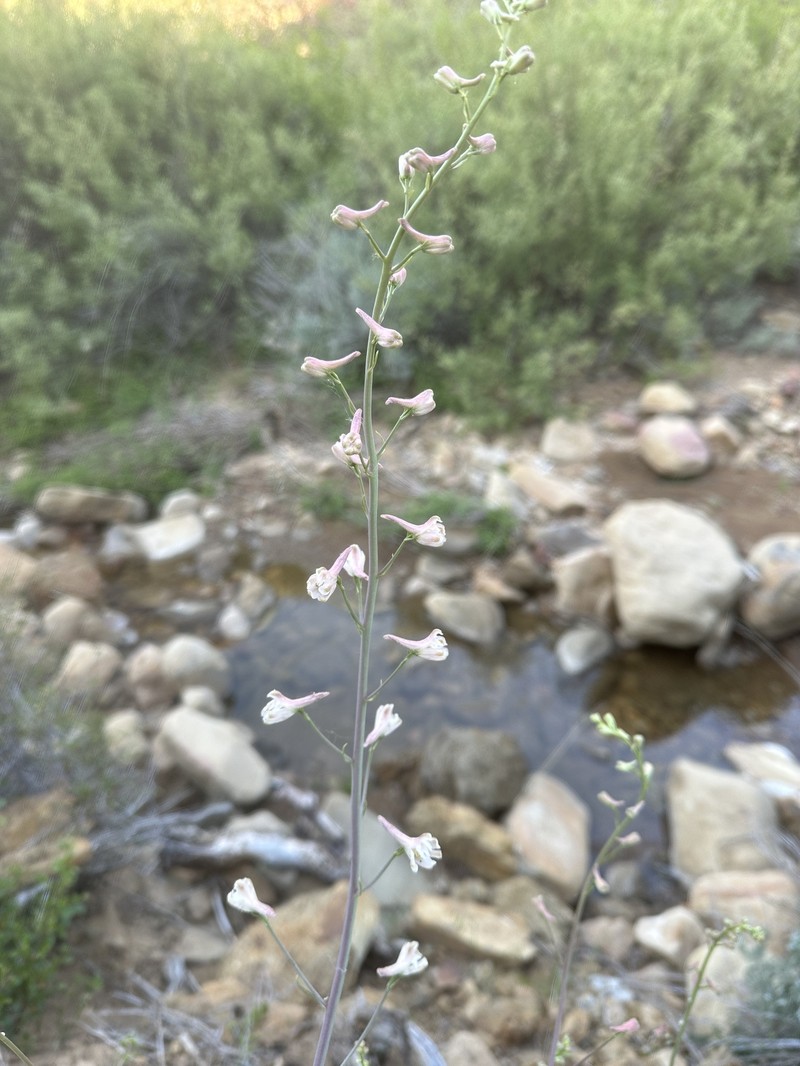 Delphinium parishii subsp. pallidum photo 4