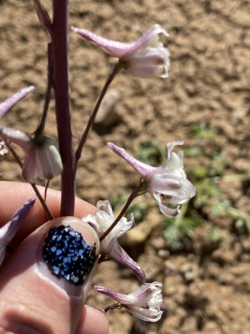 Delphinium parishii subsp. pallidum photo 5