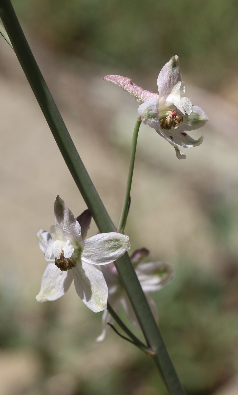 Delphinium parishii subsp. pallidum photo 6