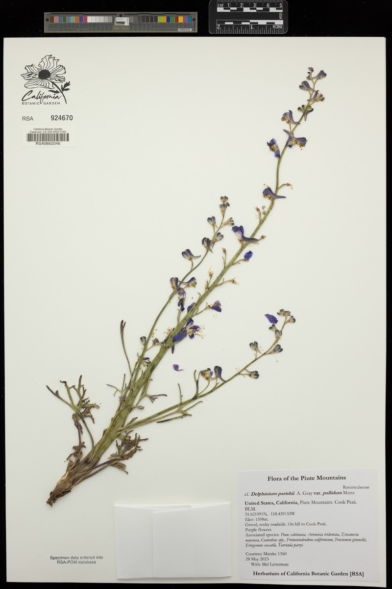 Delphinium parishii subsp. pallidum photo 7