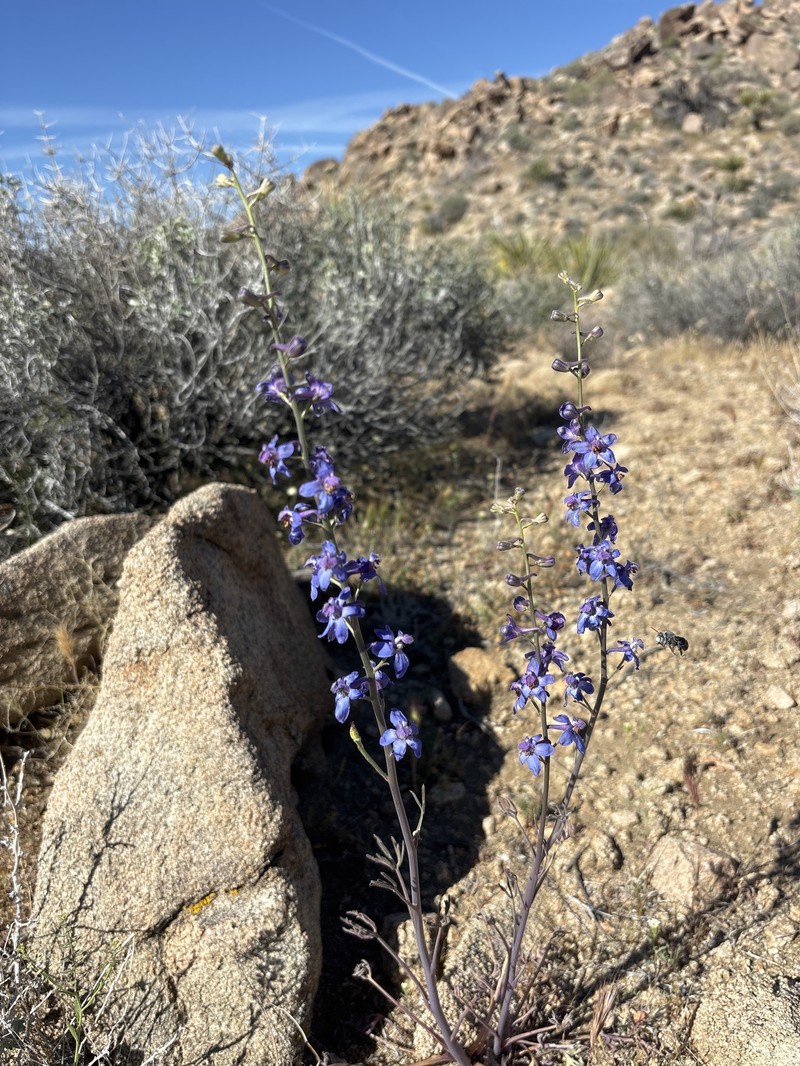Delphinium parishii subsp. parishii