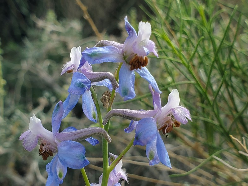Delphinium parishii subsp. parishii photo 2
