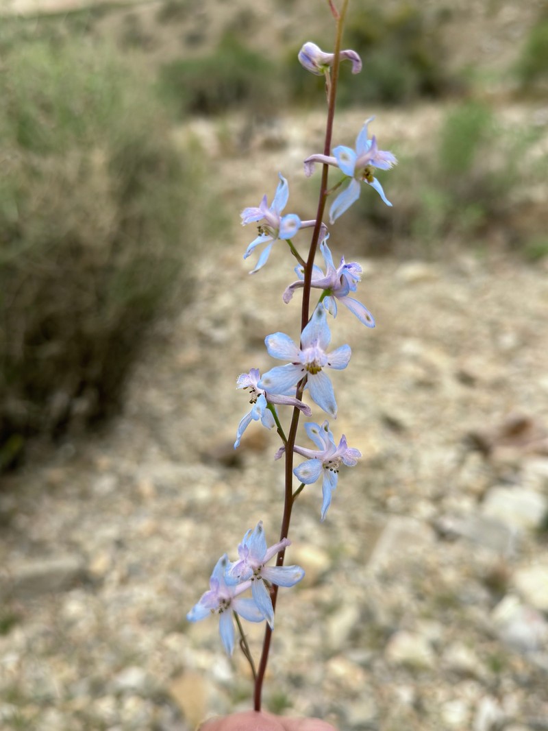 Delphinium parishii subsp. parishii photo 3