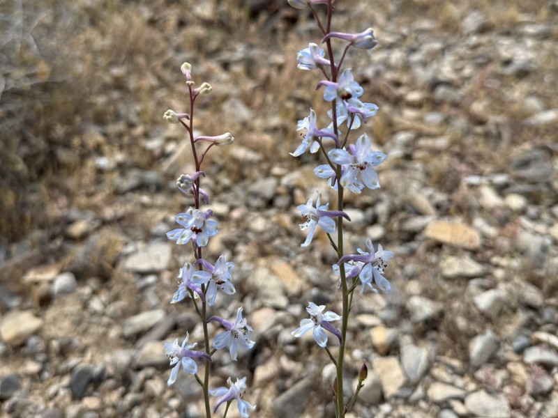Delphinium parishii subsp. parishii photo 4