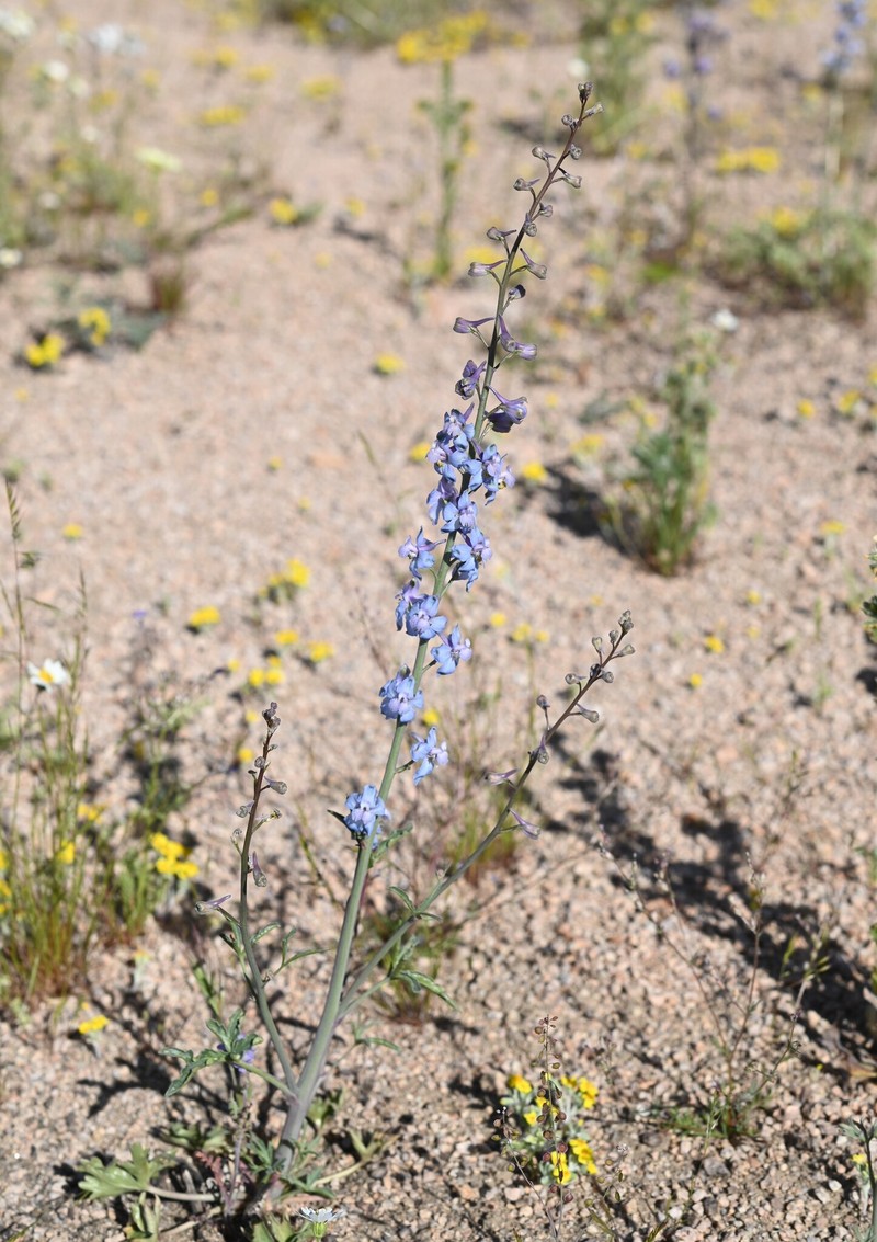 Delphinium parishii subsp. parishii photo 5