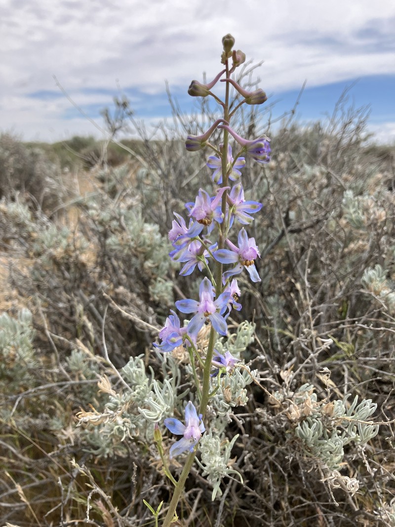 Delphinium parishii subsp. parishii photo 6