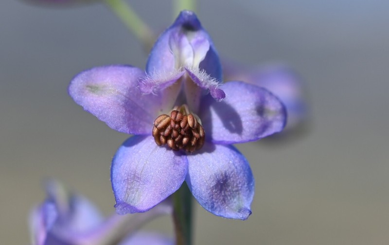 Delphinium parishii subsp. parishii photo 7