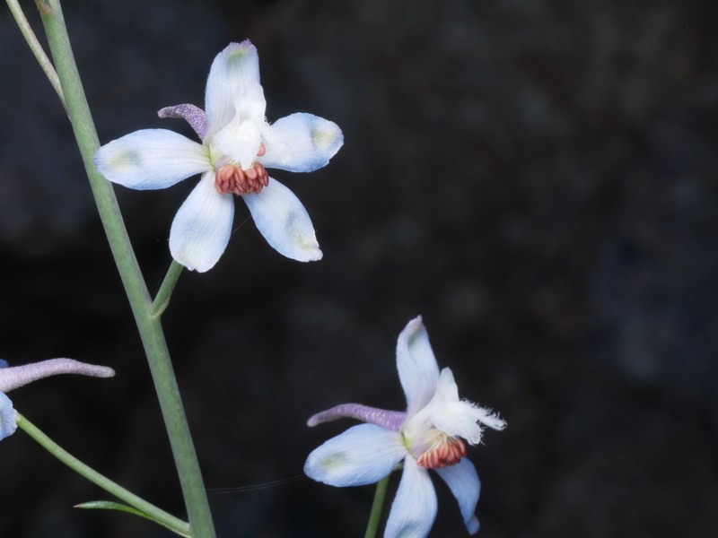 Delphinium parishii subsp. parishii photo 8