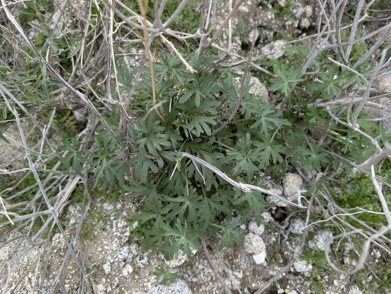 Delphinium parishii subsp. subglobosum