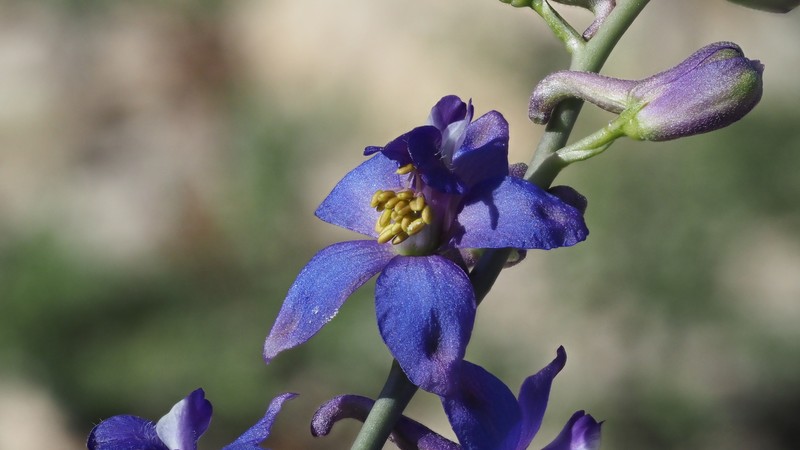 Delphinium parishii subsp. subglobosum photo 2
