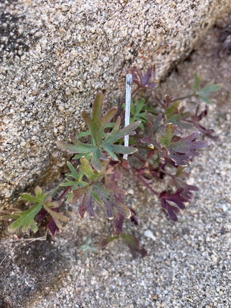 Delphinium parishii subsp. subglobosum photo 3