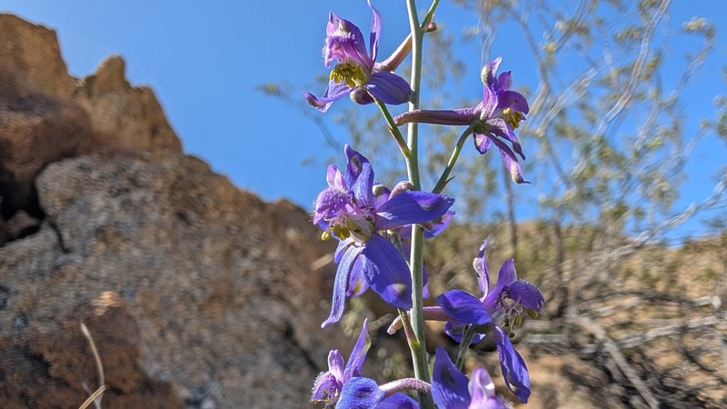 Delphinium parishii subsp. subglobosum photo 4