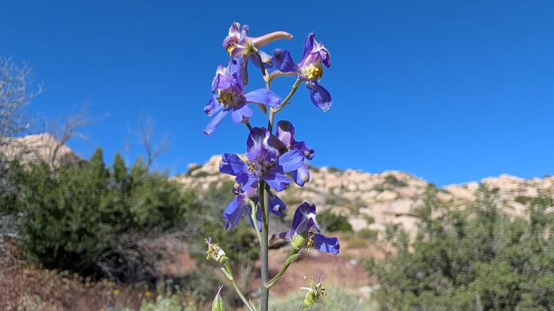 Delphinium parishii subsp. subglobosum photo 5