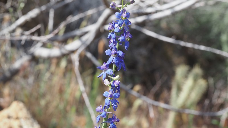 Delphinium parishii subsp. subglobosum photo 6