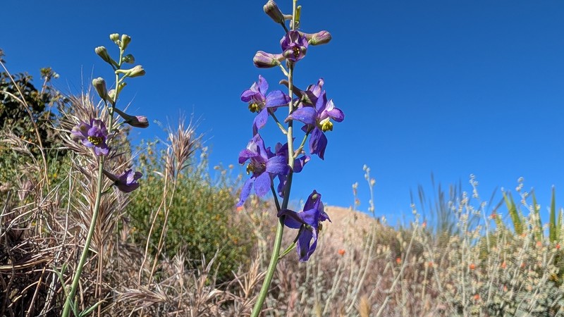 Delphinium parishii subsp. subglobosum photo 7