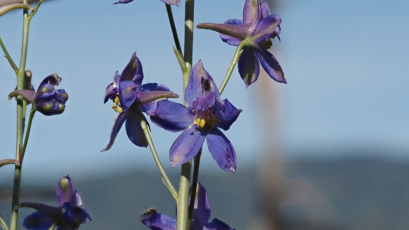 Delphinium parishii subsp. subglobosum photo 8