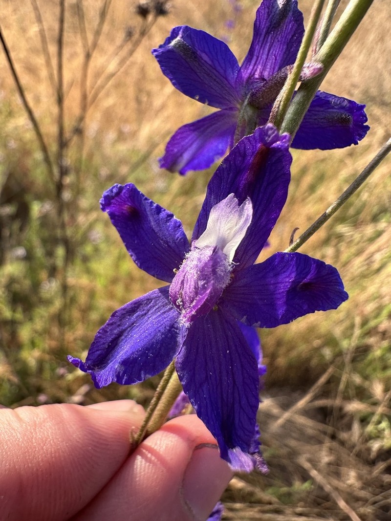San Bernardino Larkspur