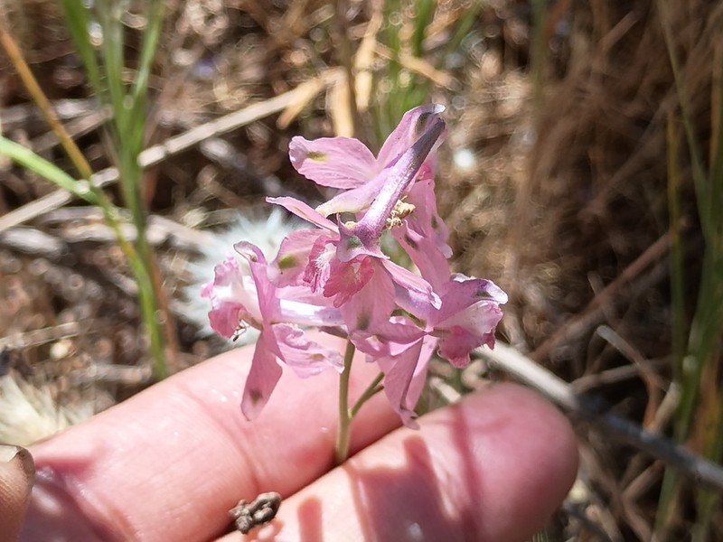 San Bernardino Larkspur photo 2