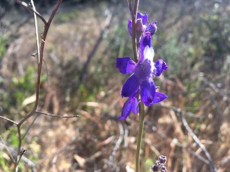 San Bernardino Larkspur photo 3