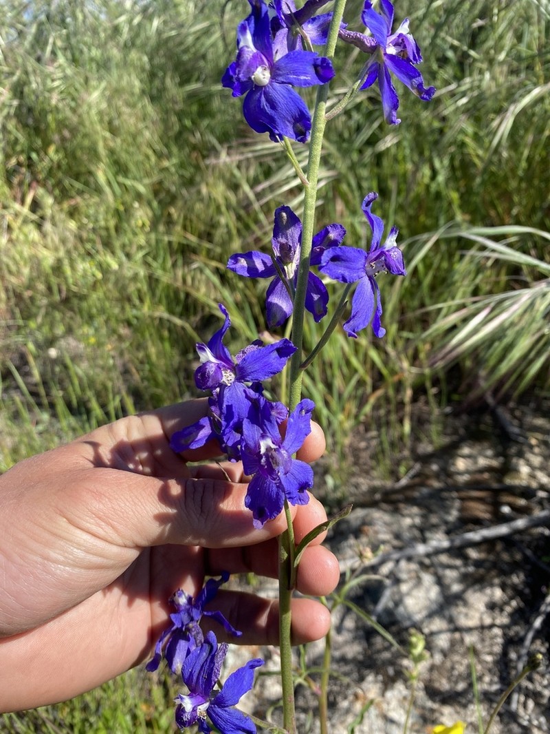 San Bernardino Larkspur photo 4