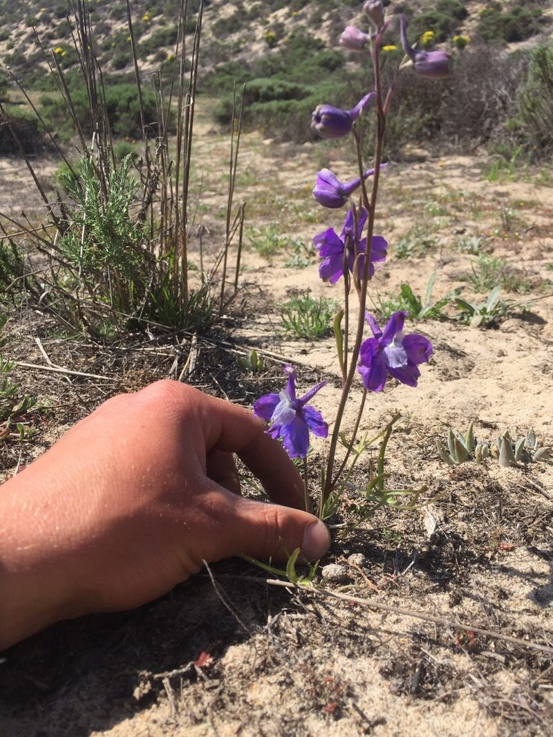 San Bernardino Larkspur photo 5