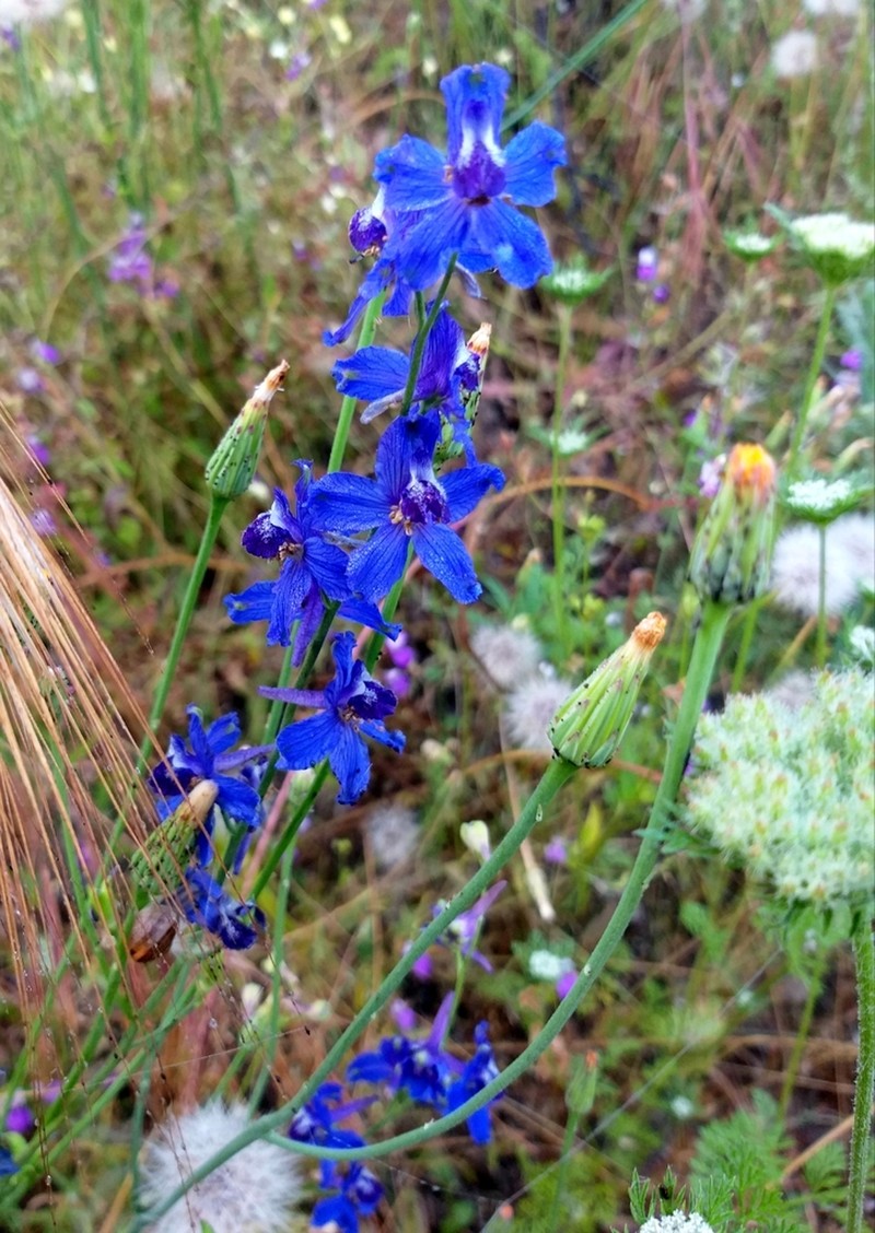 San Bernardino Larkspur photo 6