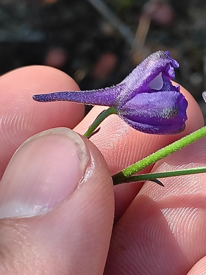 San Bernardino Larkspur photo 7