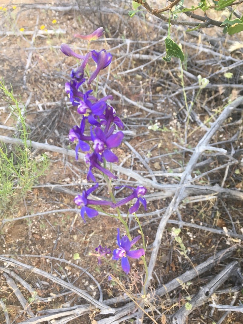 San Bernardino Larkspur photo 8