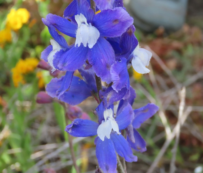 Delphinium parryi subsp. blochmaniae