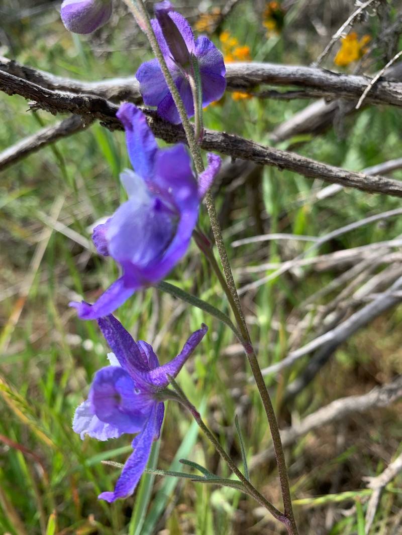 Delphinium parryi subsp. blochmaniae photo 2