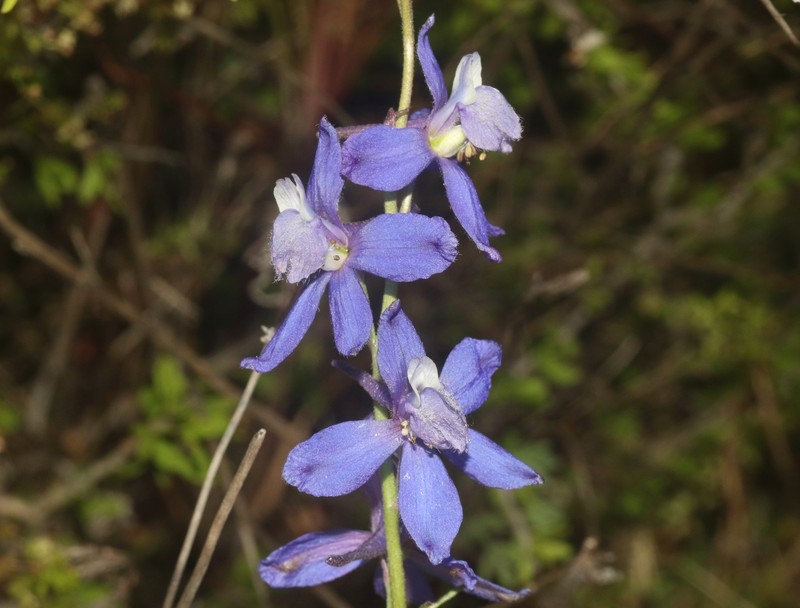 Delphinium parryi subsp. blochmaniae photo 3