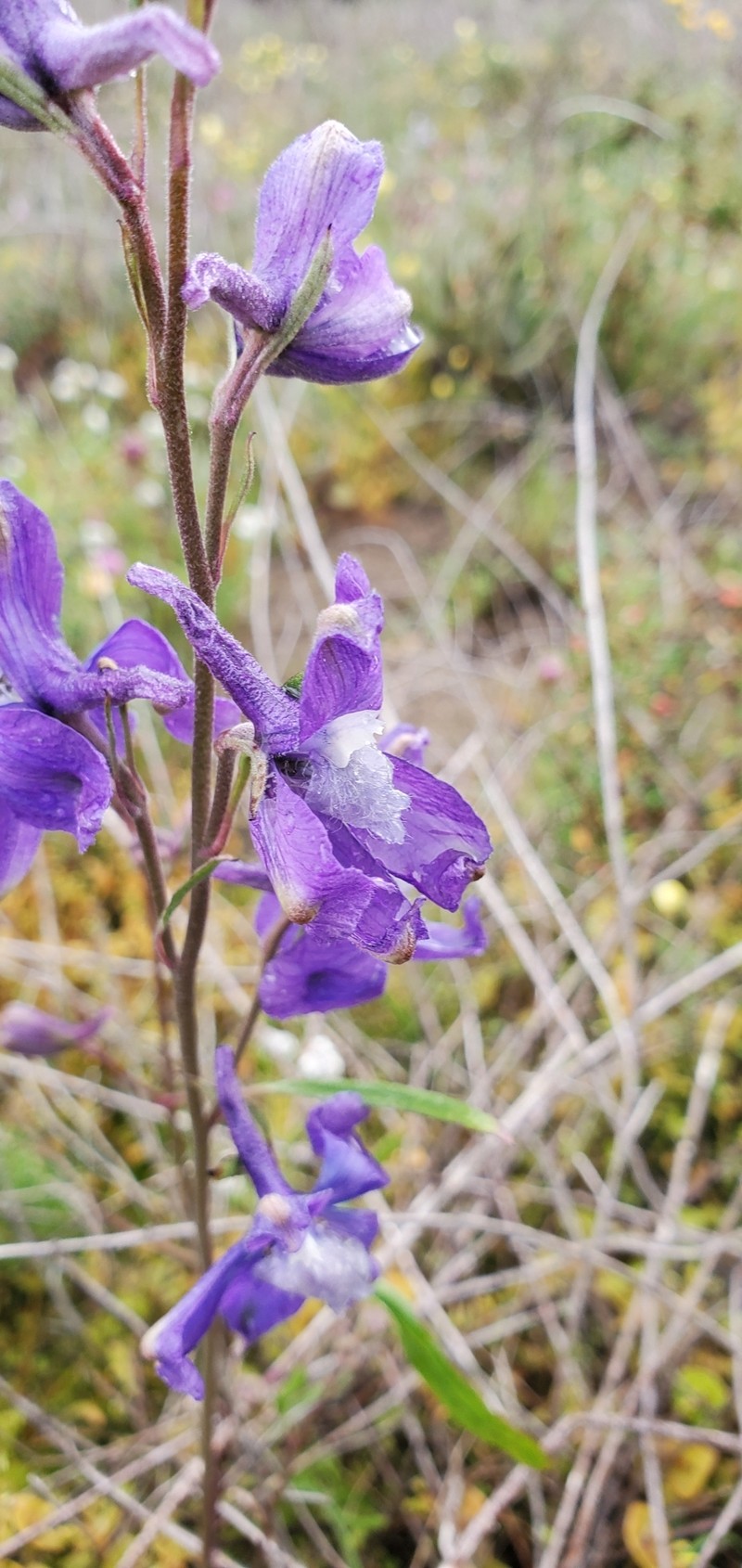 Delphinium parryi subsp. blochmaniae photo 4