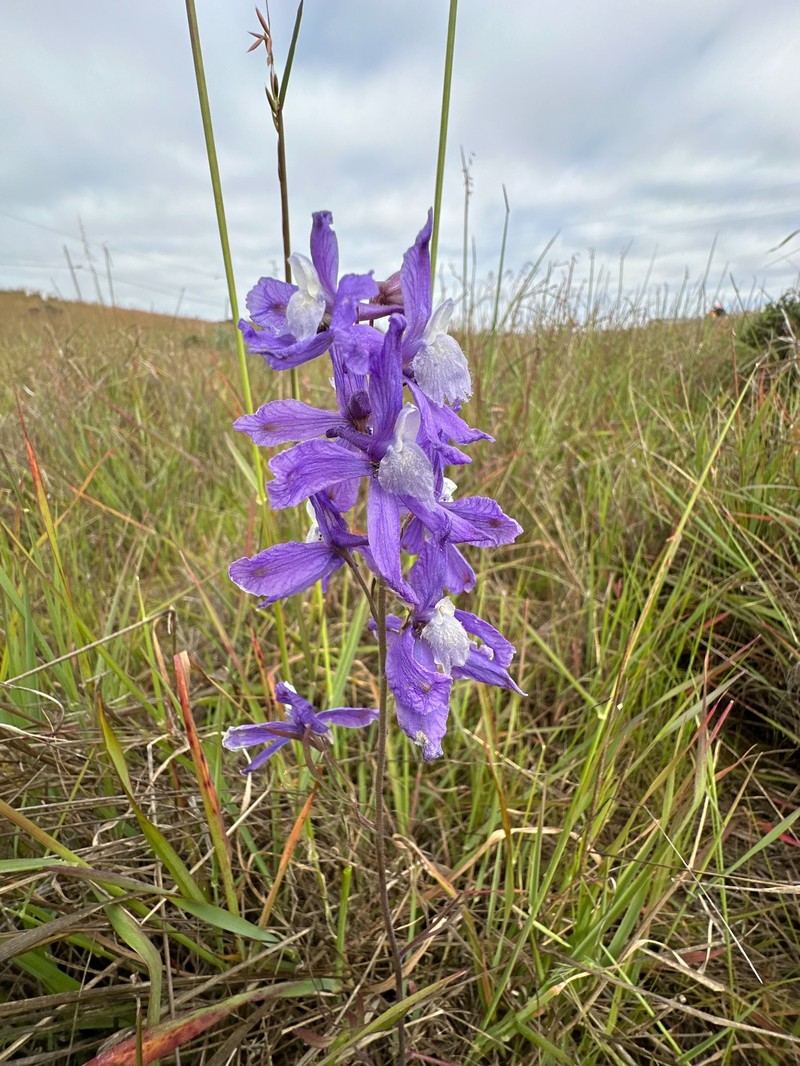 Delphinium parryi subsp. blochmaniae photo 5